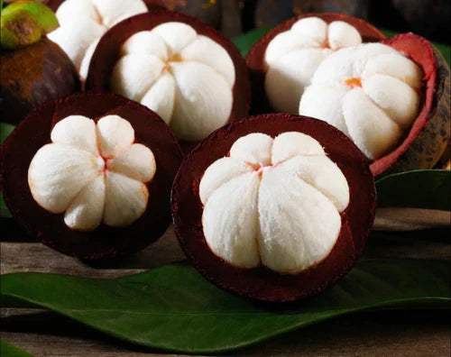Mangosteen Red ( Seedling )