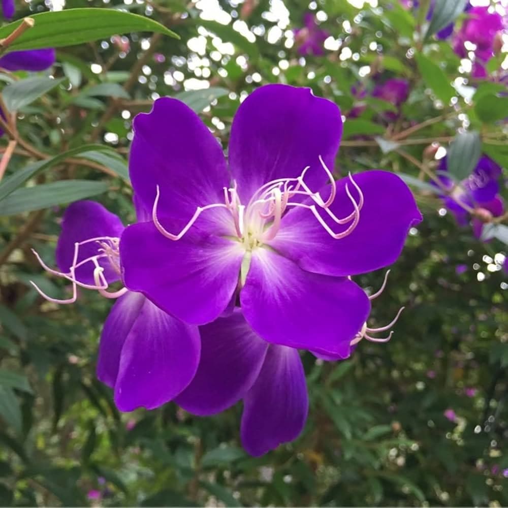 Melastoma