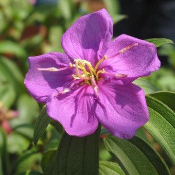 Melastoma