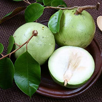 Milk Fruit ( Seedling )