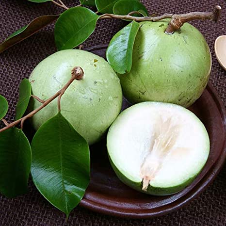 Milk Fruit ( Seedling )