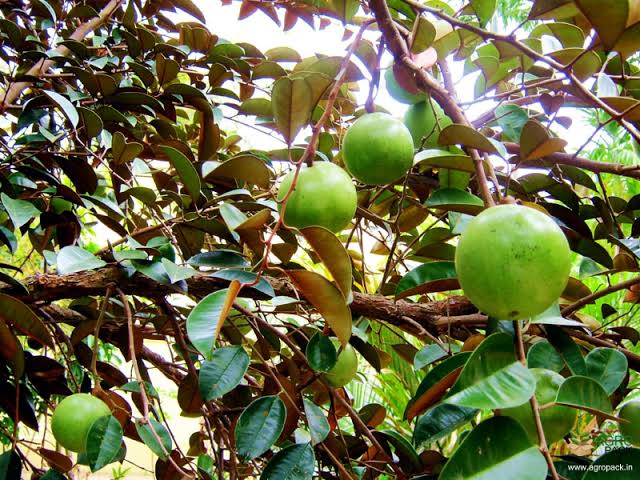Milk Fruit ( Seedling )