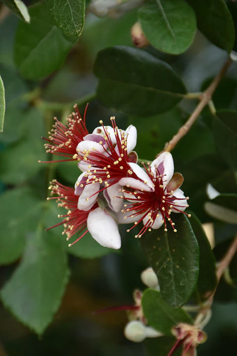 Mini Guava Red