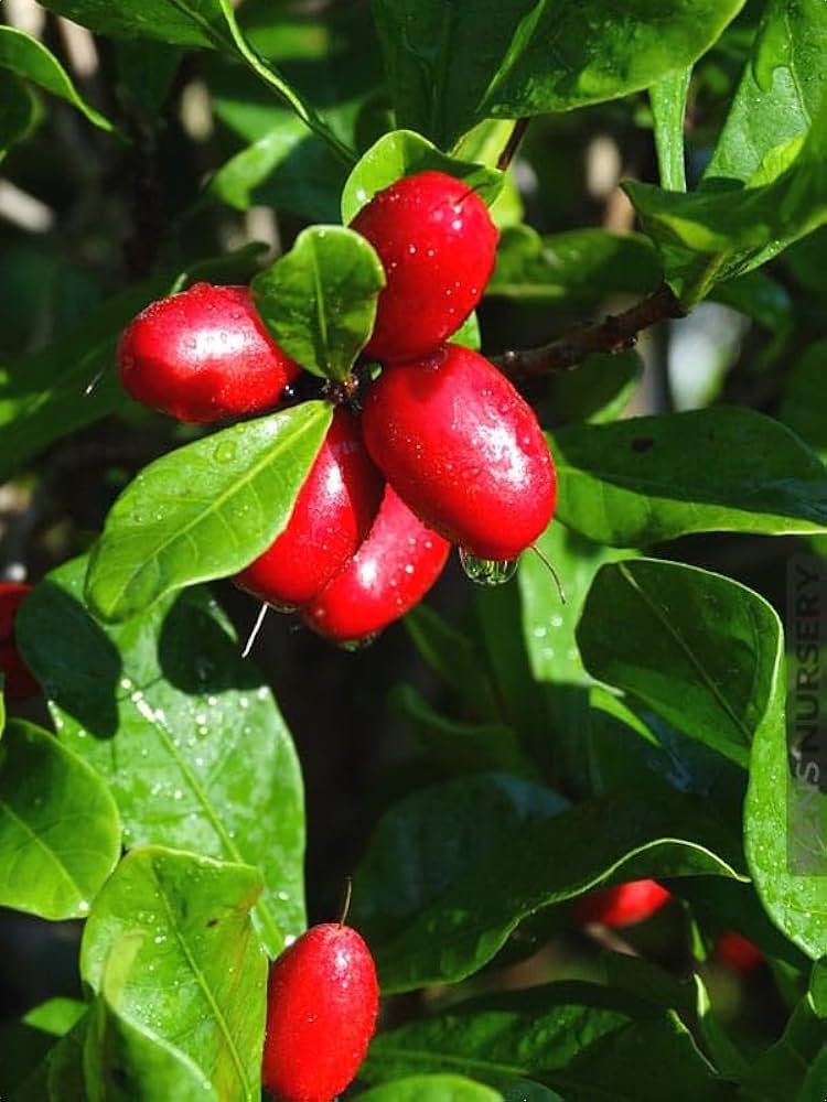 Miracle Fruit ( Grafted )