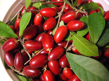 Miracle Fruit ( Grafted )