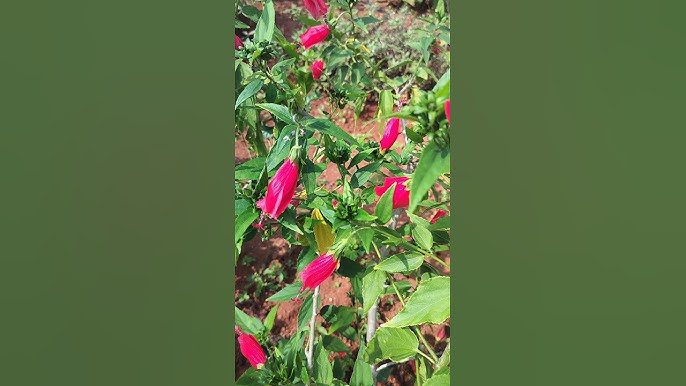 Mirapa Mandharam