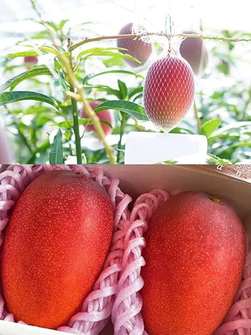 Miyazaki Mango ( Grafted )