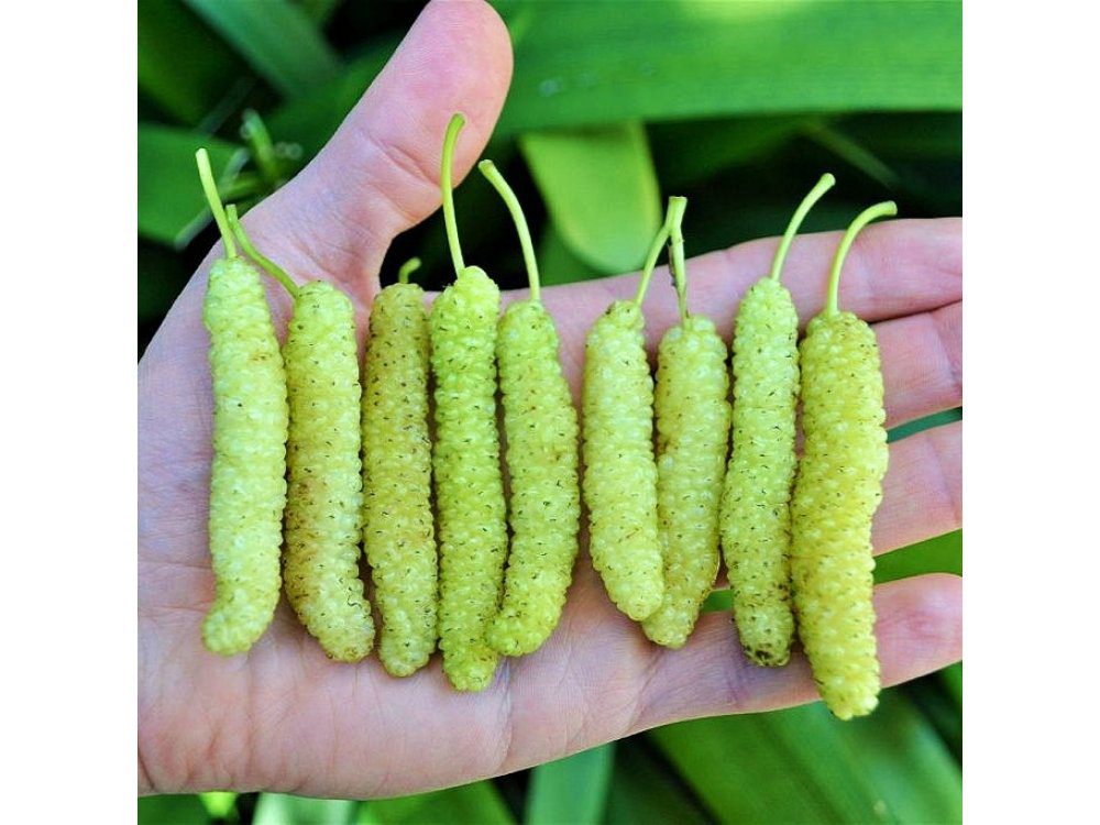 Mulberry Green ( Grafted )