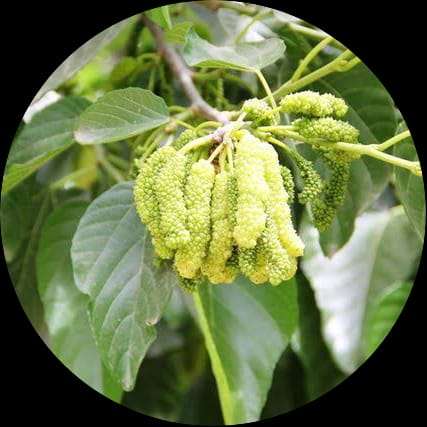 Mulberry Green ( Grafted )