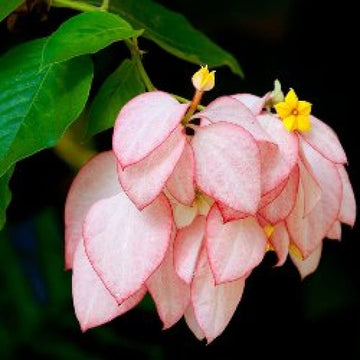 Musendha pink
