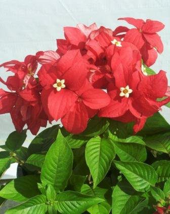 Musendha Red