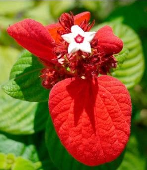 Musendha Red