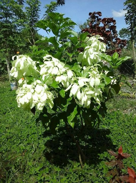Musendha White