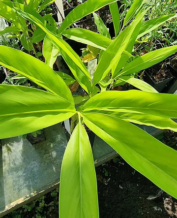 నాగమల్లి 