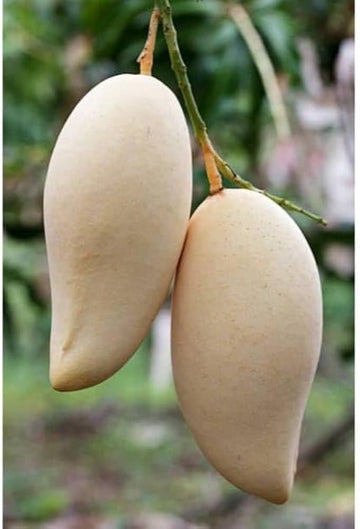 నామ్ డాక్ మై (తెలుపు) మామిడి