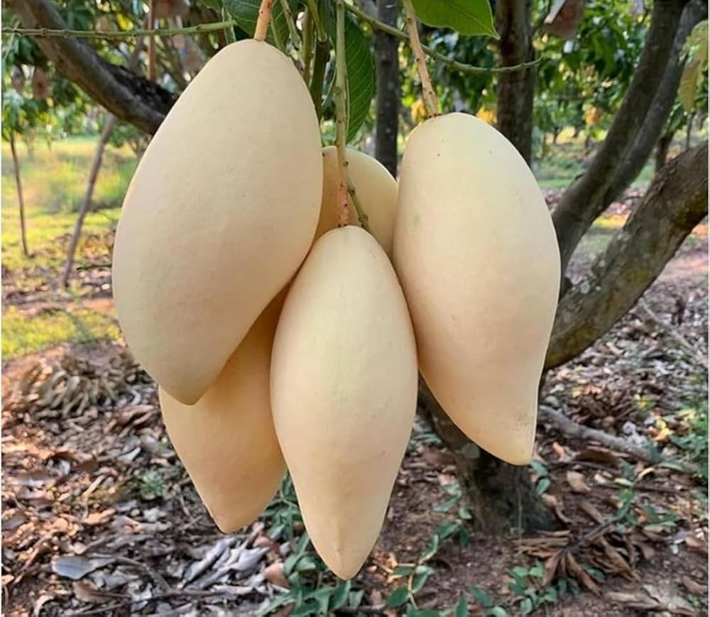 నామ్ డాక్ మై (తెలుపు) మామిడి