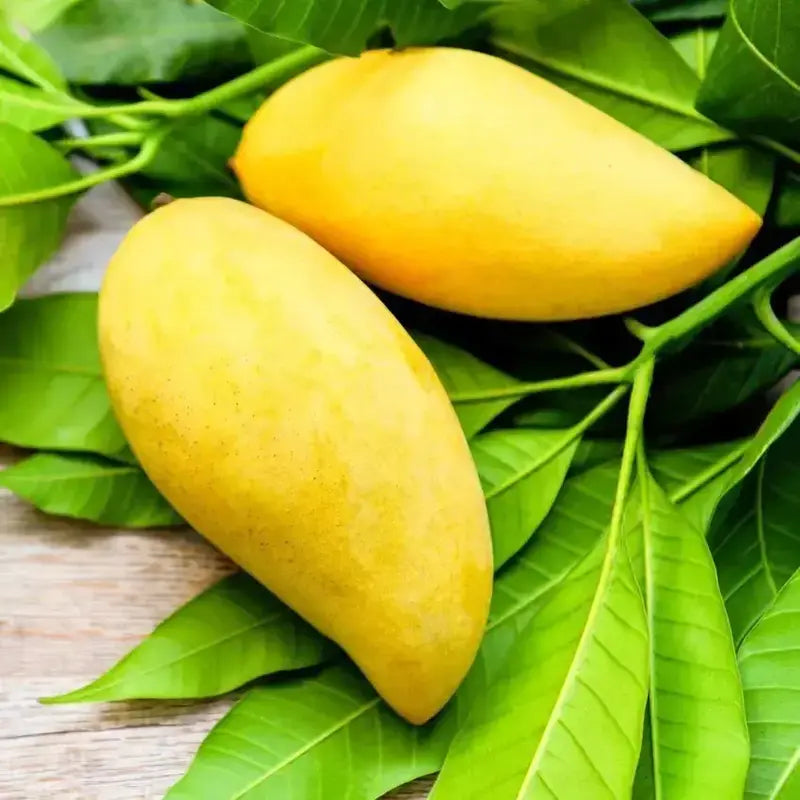 గోల్డెన్ నామ్ డోక్ మై మామిడి (గ్రాఫ్టెడ్)