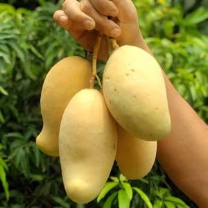 గోల్డెన్ నామ్ డోక్ మై మామిడి (గ్రాఫ్టెడ్)