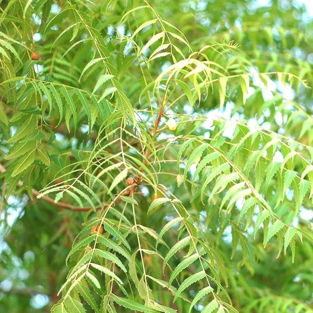 Neem ( Vepa )