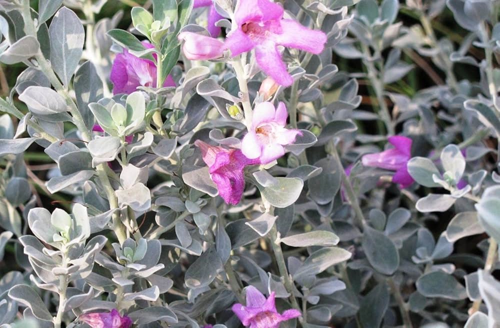 Nikotia plant