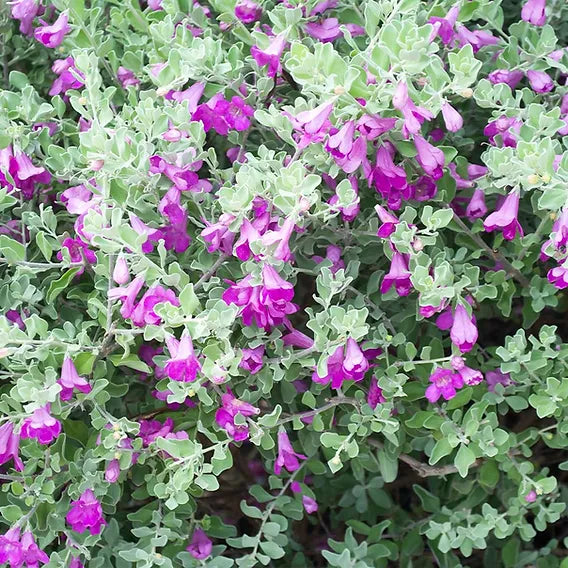 Nikotia plant