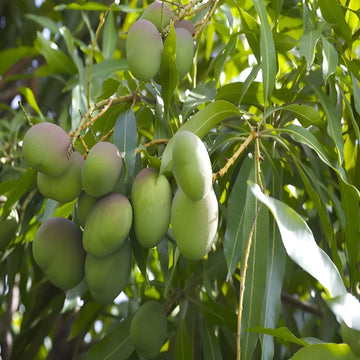 Sweet Mango / Kobbari Mango ( Grafted )