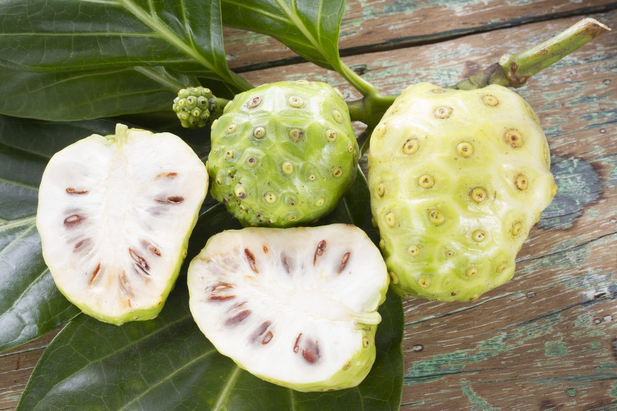 Noni Fruit ( Air Layer )