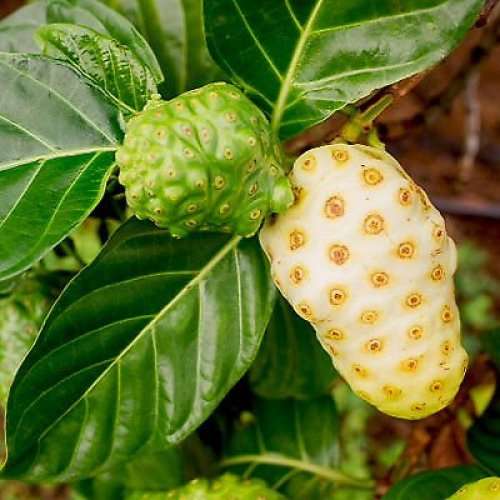 Noni Fruit ( Air Layer )