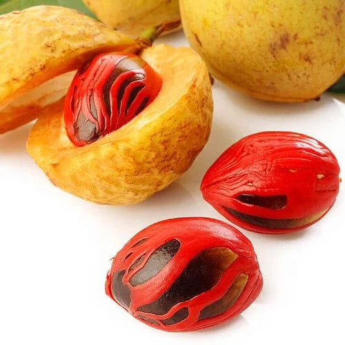 jaji kaaya ( Nutmeg ) ( Seedling )