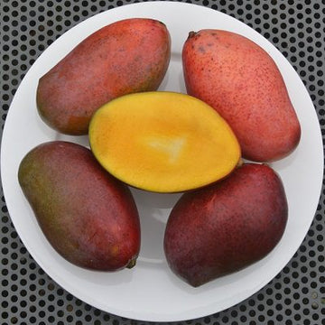 Osteen Mango ( Grafted )