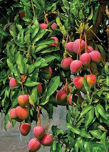 Palamar Mango ( Grafted )
