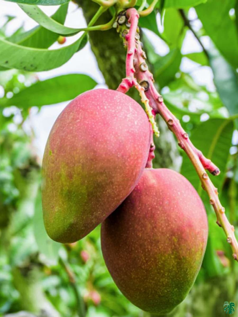 Palamar Mango ( Grafted )