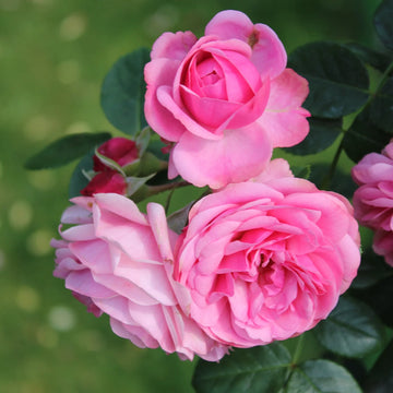 Creeper Rose / Pannir Rose