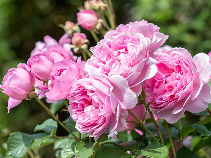 Creeper Rose / Pannir Rose