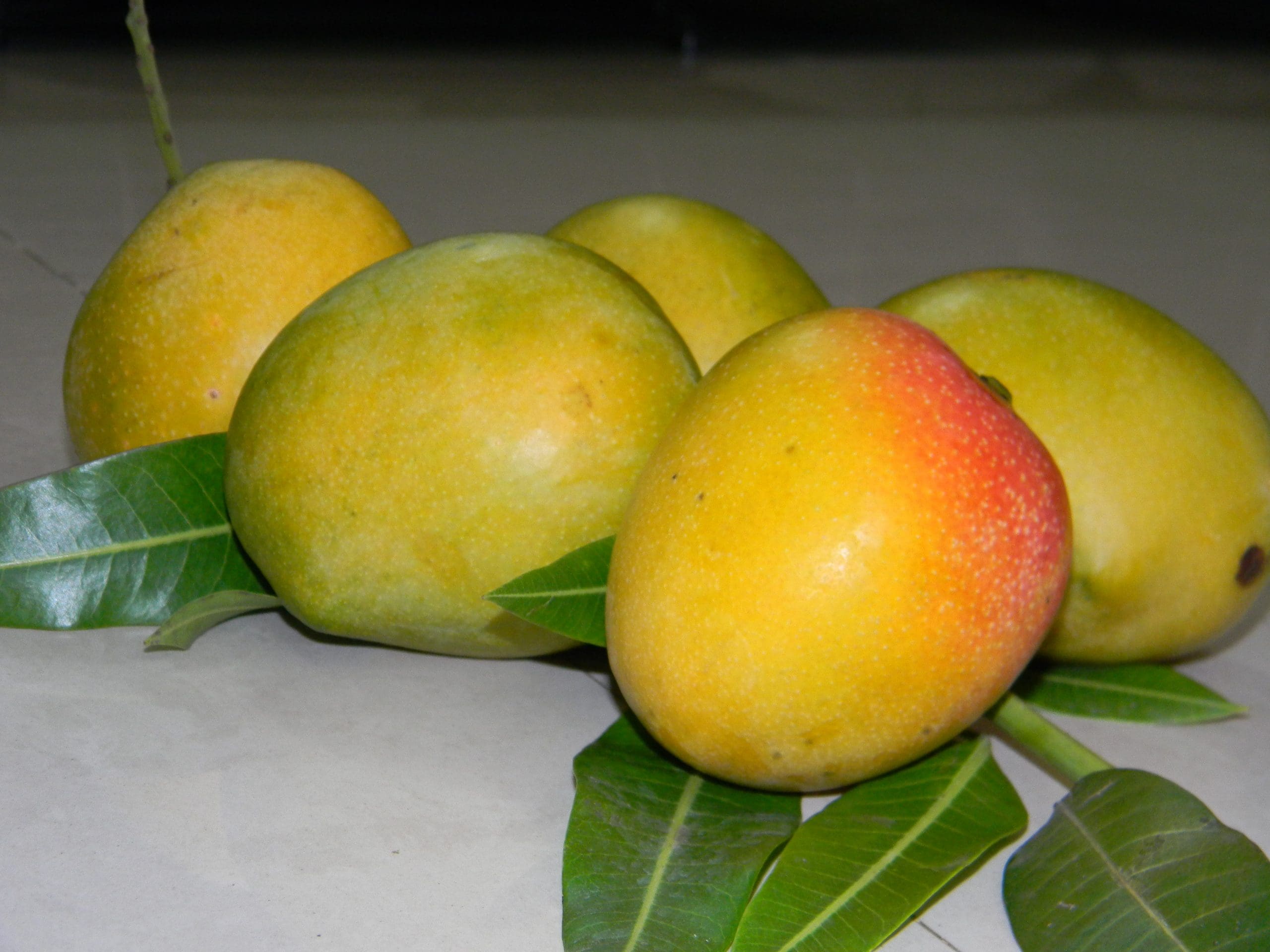 Paparaju Gova ( Grafted )