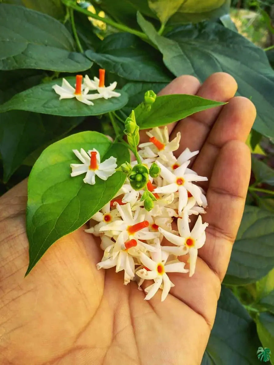 పారిజాతం 