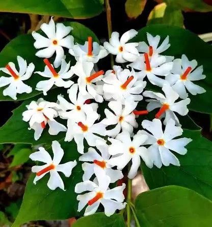 Parijatham