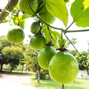 Passion Fruit