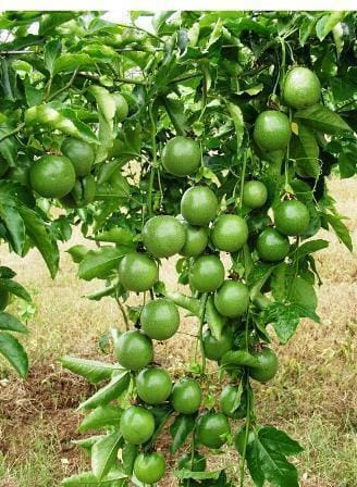 Passion Fruit