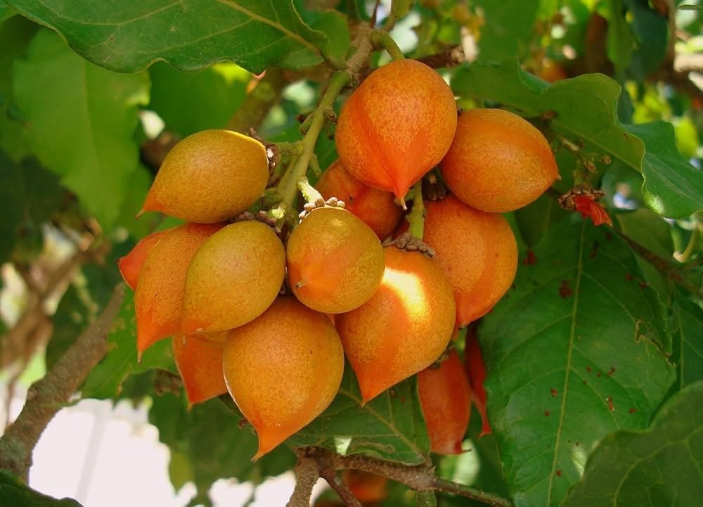 పీనట్ బటర్ (ఎయిర్ లేయర్)