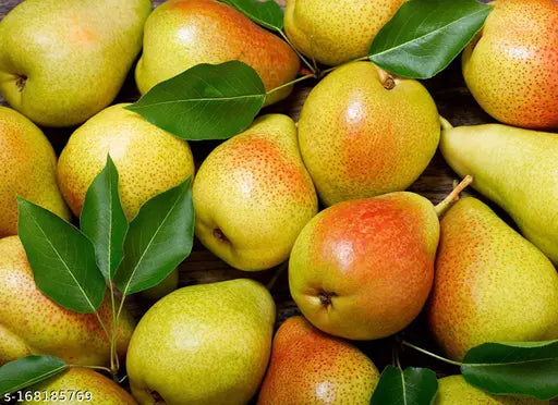 Pear ( Nashpathi ) ( Grafted )