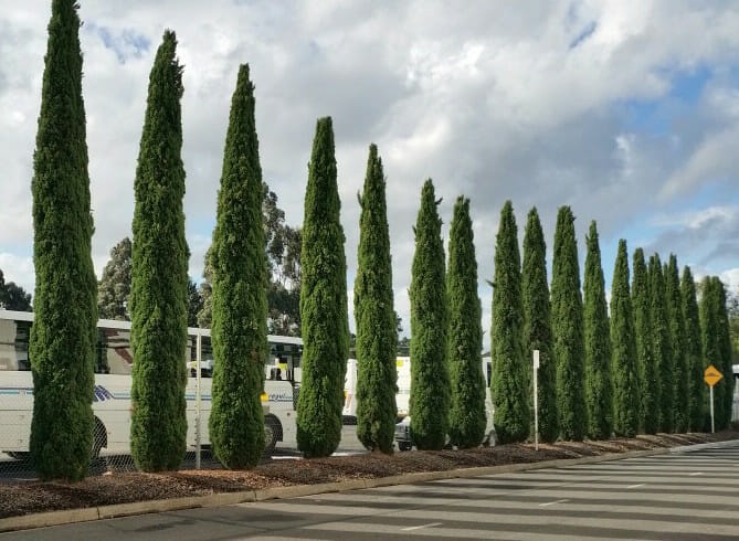 Pencil Pine