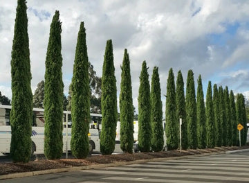 Pencil Pine