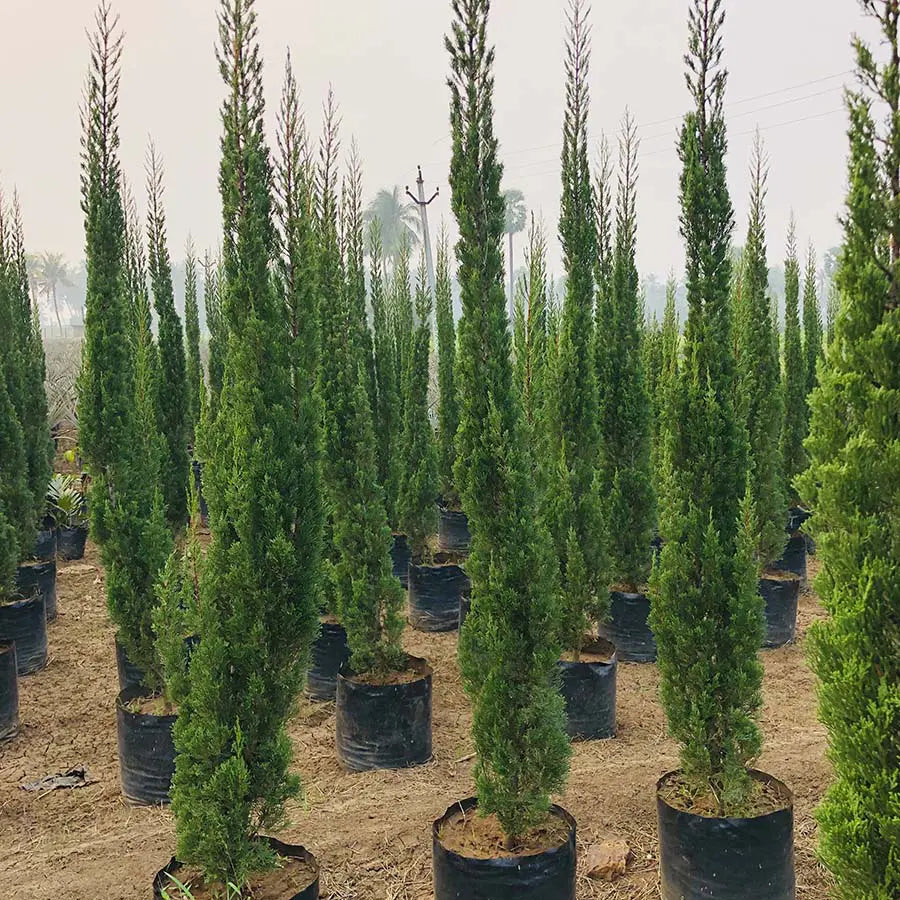Pencil Pine