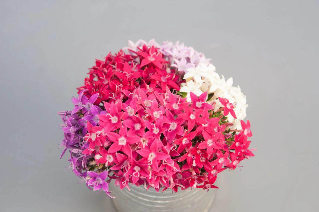Pentas ( White, pink , purple )