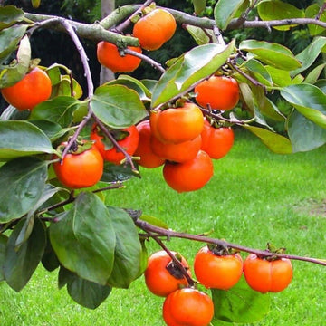 Persimmon ( Grafted )