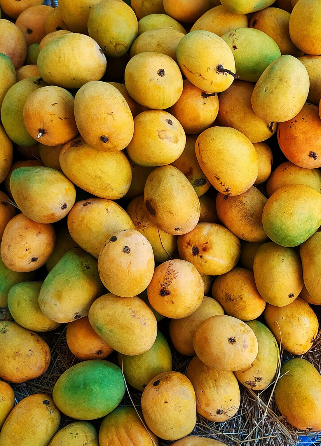 Punaasa 365 mango ( Grafted )