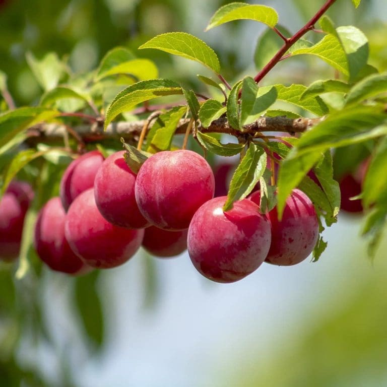 Plum Fruit