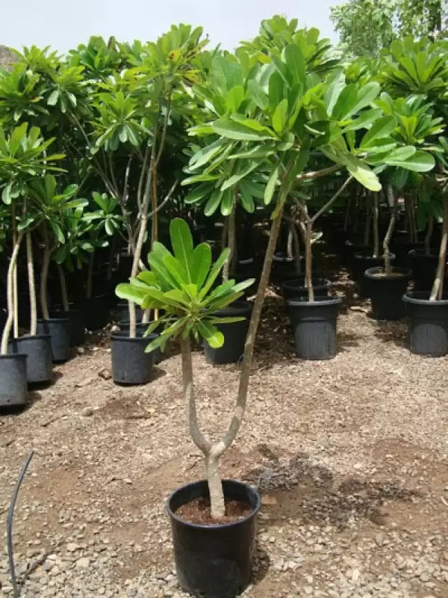 Plumeria new Pink