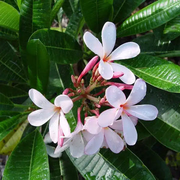Plumeria new Pink